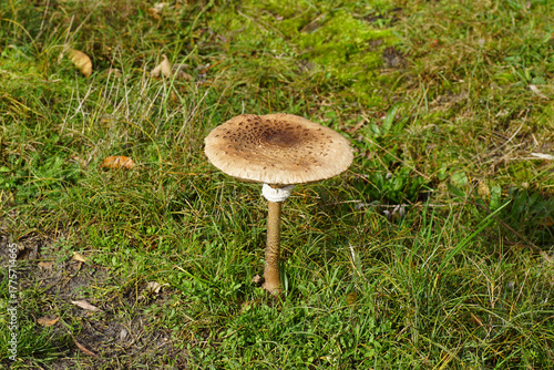 Fotografía Parasol mushroom, Macrolepiota procera in the grass