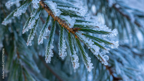 Close-up of a frosted pine branch covered in ice crystals a winter nature scene