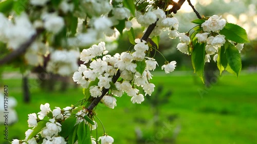 White flowers on a tree in a spring garden. Sunset in the park in spring.