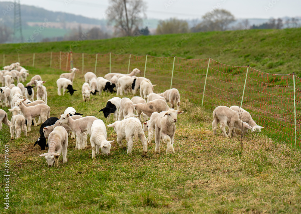 Obraz premium Cute fluffy lambs playing, grazing on a green pasture in sunny weather. Young sheep in an open paddock on farm, symbol of rural life and springtime nature.