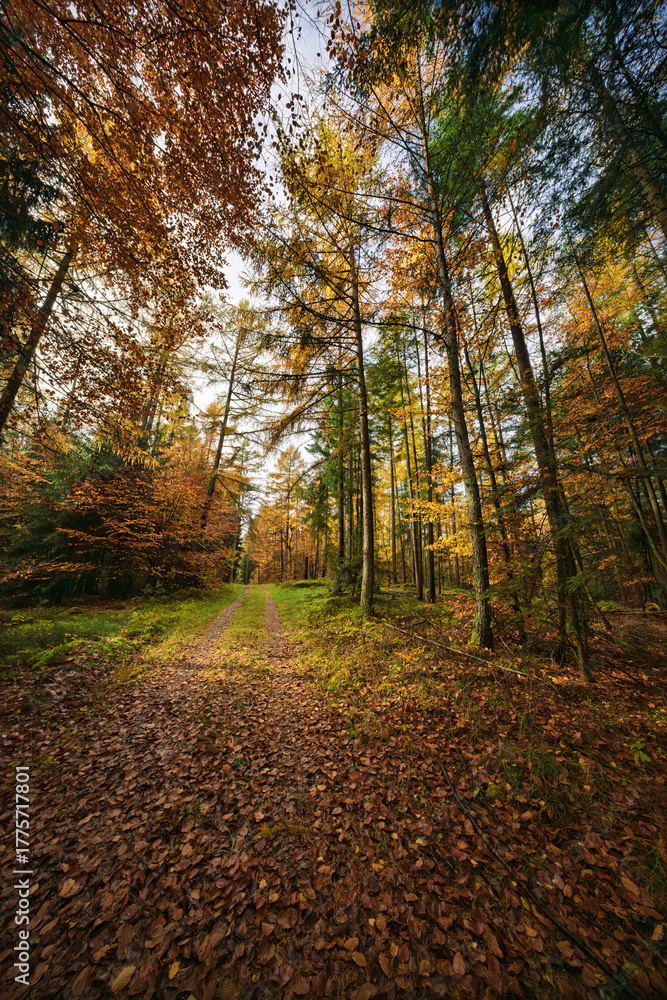 Obraz premium Sunlit forest with quiet pathways, Tranquil autumn woods illuminated by sunlight