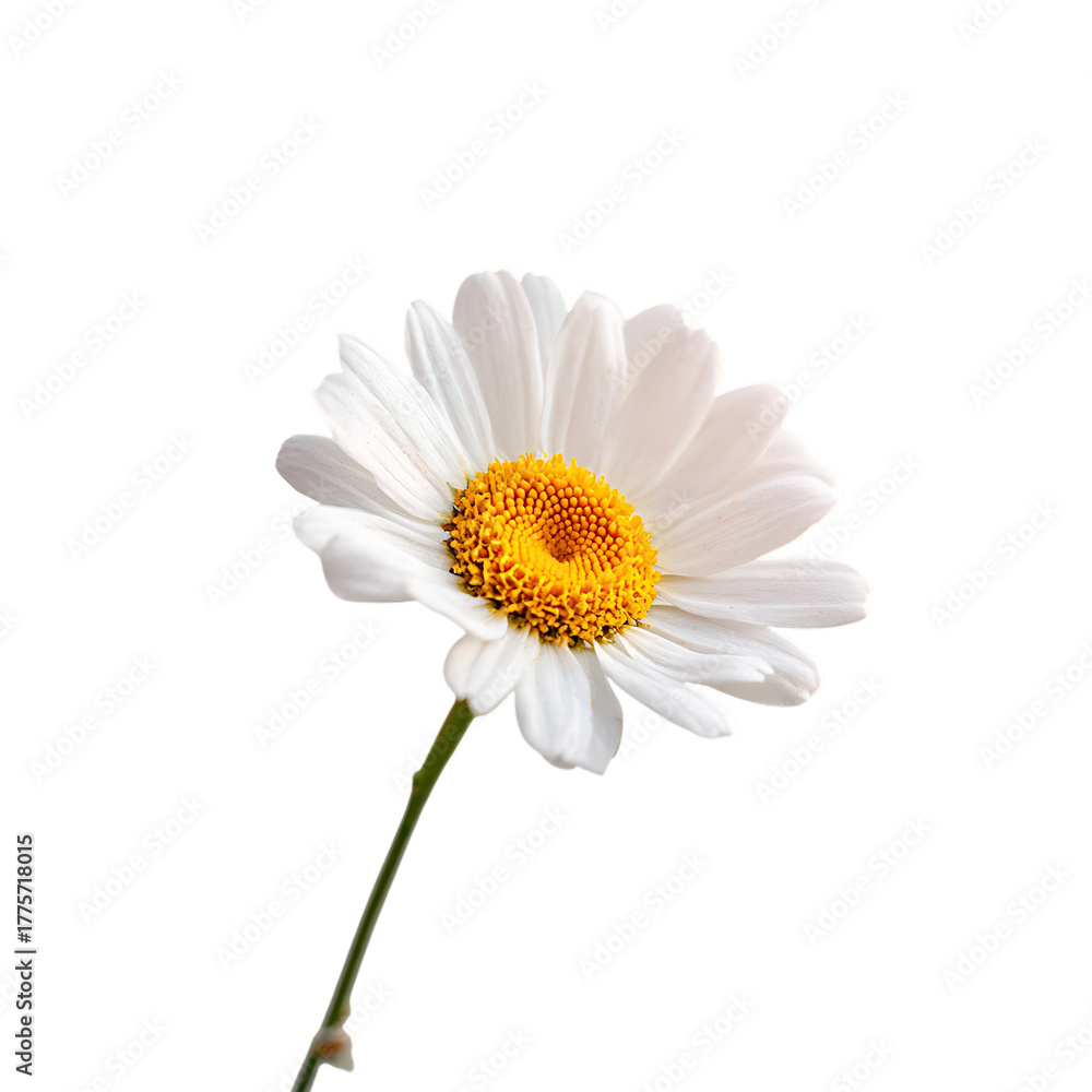 Fototapeta premium Daisy png