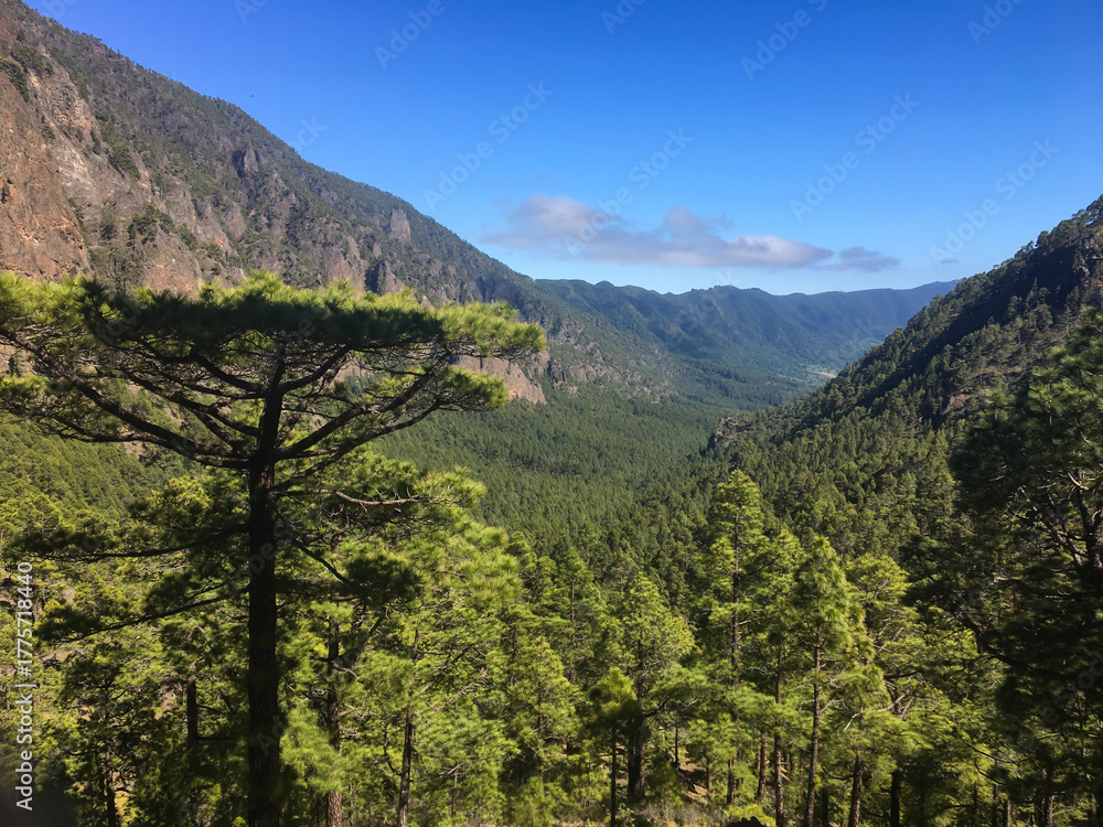 Fototapete mit Kiefernwald Tal auf La Palma #1775718440