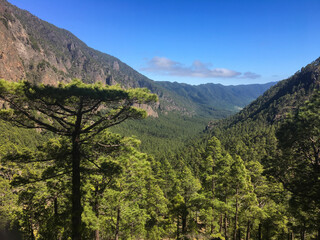 Sierkussen Canarische Eilanden Dennenbos vallei op La Palma  © Alberto Gonzalez 