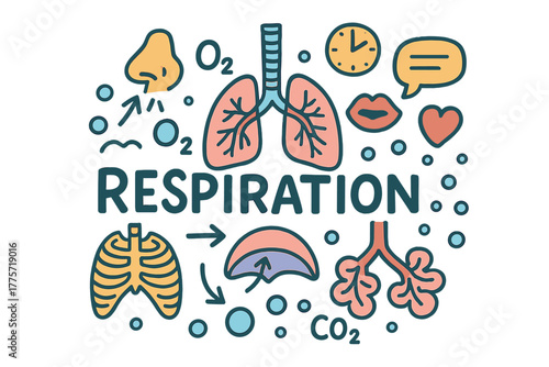 Colorful Respiration Doodle. Respiration. Hand-drawn doodle illustration of respiration. Lungs, diaphragm,