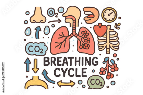 Doodle Breathing Cycle. Breathing Cycle. Hand-drawn doodle illustration of breathing cycle. Lungs, diaphragm,