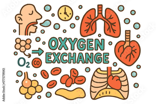 Oxygen Exchange Illustration. Oxygen Exchange. Hand-drawn doodle illustration of oxygen exchange. Lungs,