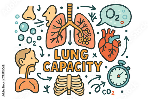 Lung Capacity Doodle. Lung Capacity. Hand-drawn doodle illustration of lung capacity. Lungs, diaphragm,