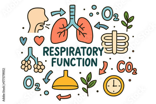 Respiratory System Illustration. Respiratory Function. Hand-drawn doodle illustration of respiratory function.