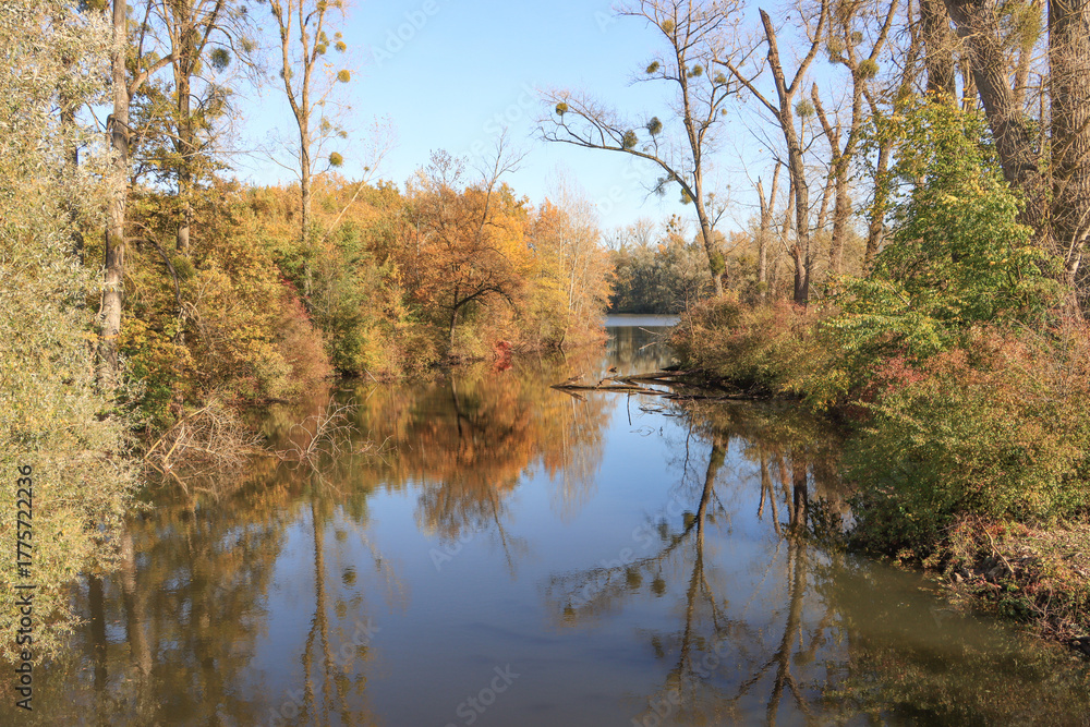 Fototapeta premium Herbstlicher Sondernheimer Altrhein