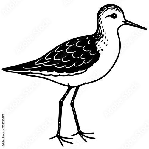 Obraz na płótnie Temminck’s Stint Bird Silhouette Vector – Minimal Wildlife Design