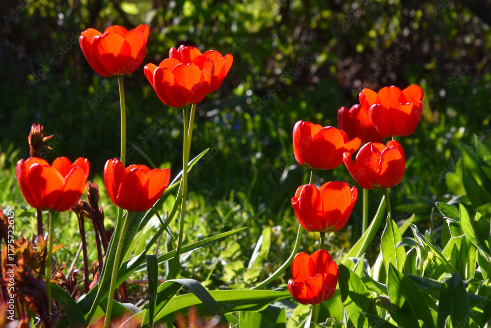 Fototapeta premium Tulips in bloom in the garden, Sainte-Apolline, Québec, Canada
