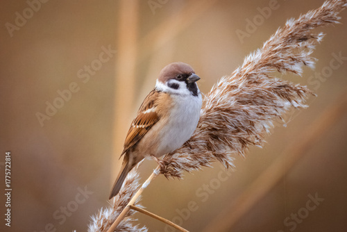 Close-up of a Eurasian tree sparrow perched atop a reed seed head, looking toward the camera lens on a sunny autumn evening.