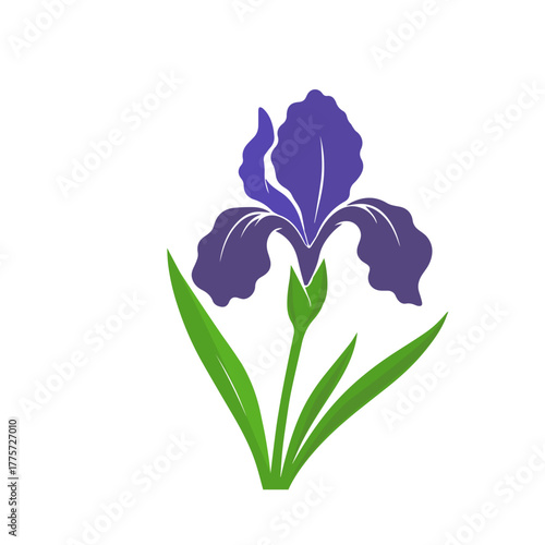 Vector illustration of iris flowers on a white isolated background. Template for postcard, poster, logo, web design. Hand drawn. Not AI,