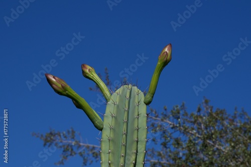 Ein spanischer Kaktus beginnt zu blühen