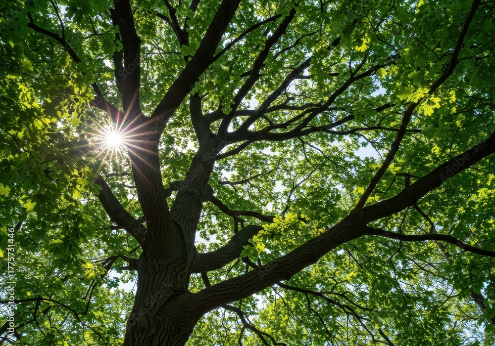 Obraz premium Sunlight filters through the dense, green summer canopy of a mature oak treetop, offering shade and natural tranquility high above the ground, canopy, warm, treetop