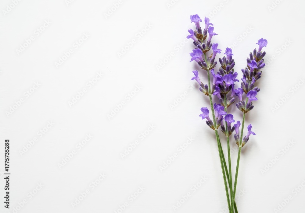 Fototapeta premium A delicate cluster of fresh, aromatic lavender blooms, showcasing vibrant purple hues against a pristine, solid white background for maximum contrast ,purple ,clean ,background