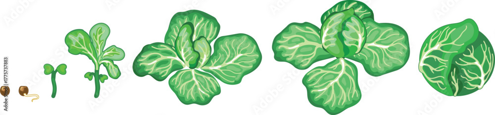 Naklejka premium Life cycle of cabbage plant from planting a seed and sprout to harvesting the head of cabbage isolated on white background