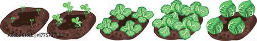 Life cycle of cabbage plants from planting a seed and sprout in a garden bed to harvesting the head of cabbage isolated on white background