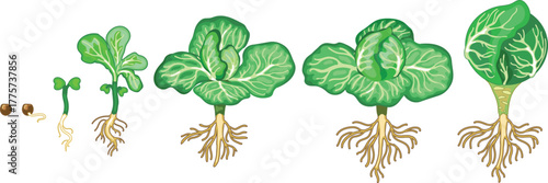 Life cycle of cabbage plant with root system from planting a seed and sprout to harvesting the head of cabbage isolated on white background