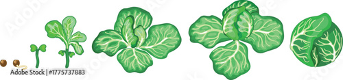 Life cycle of cabbage plant from planting a seed and sprout to harvesting the head of cabbage isolated on white background