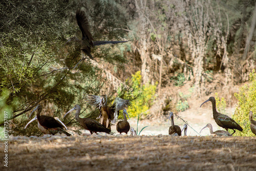 A group of Glossy Ibises (Plegadis falcinellus) resting and preening at Fuente del Rey Lagoon in Seville. The sunlight enhances the metallic green and bronze iridescence of their plumage