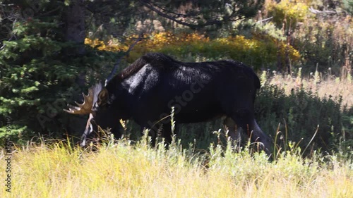 Bull Moose During the Rut in Grand Teton National Park Wyoming in Autumn