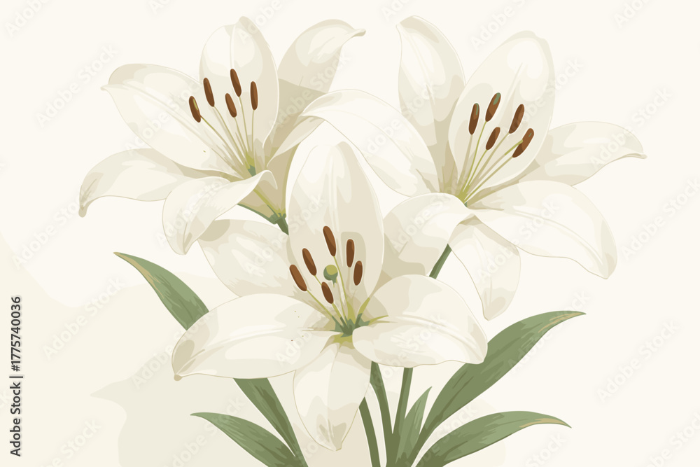 Fototapeta premium Elegant White Lilies. Elegant close-up of white lilies in full bloom on a clean white background, soft lighting highlighting their