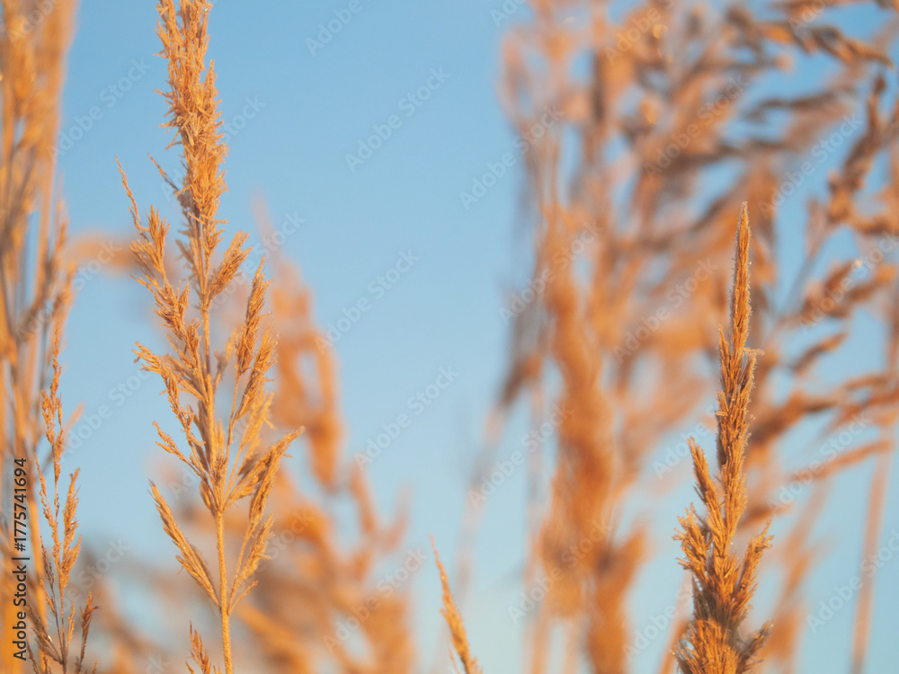 Fototapeta premium Delicate frost covering thin grass blades in soft morning light, gentle sparkle and bokeh background, natural winter scene, minimal macro texture, peaceful seasonal atmosphere, cold beauty.
