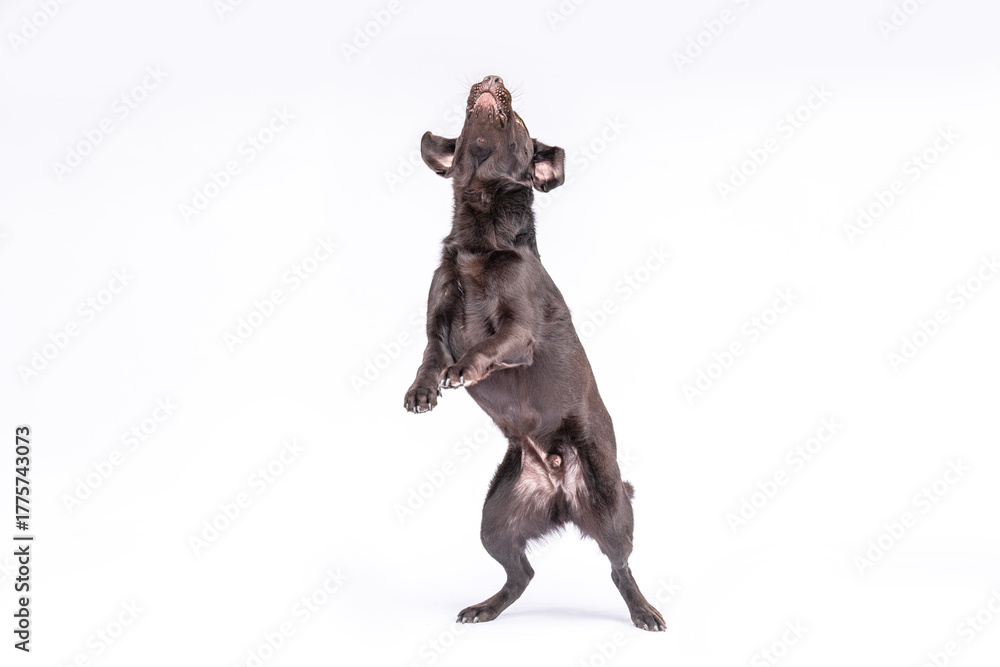 Fototapeta premium Playful chocolate Labrador retriever standing upright and catching a treat in mid air against a white background. Dynamic studio shot symbolizing training, reward, and joy