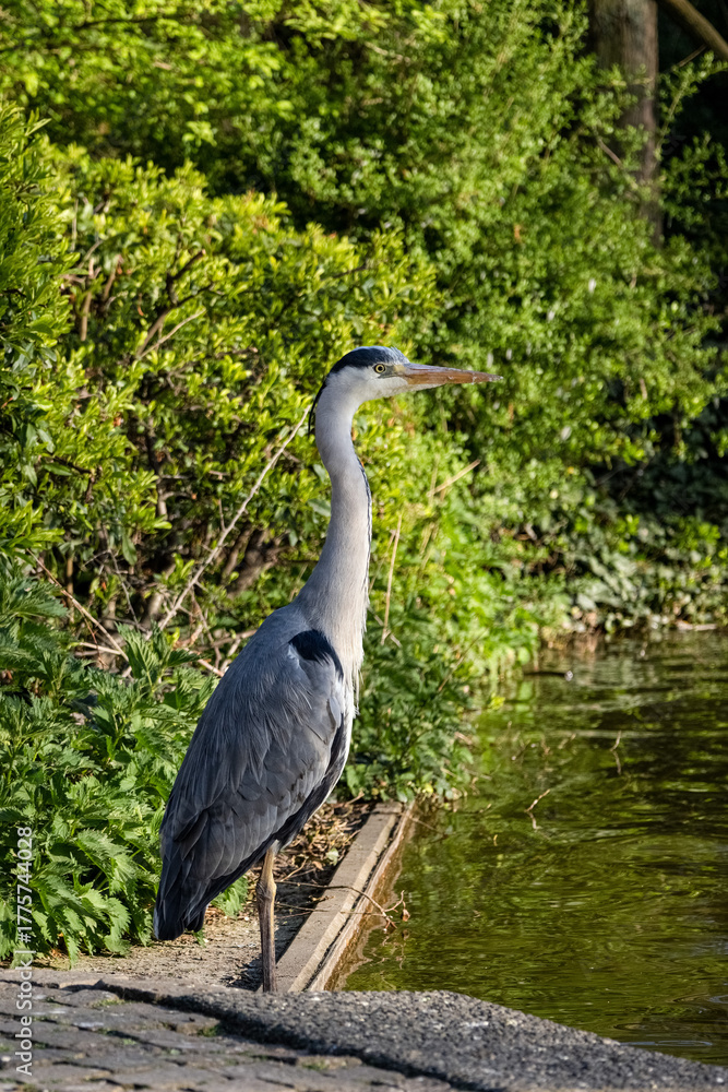 Fototapeta premium great blue heron