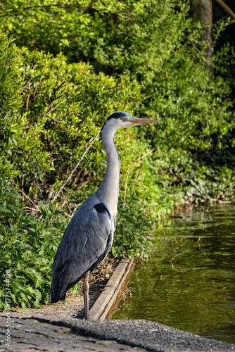 great blue heron