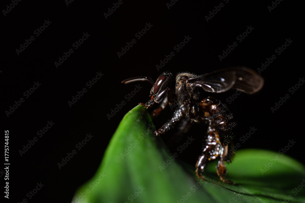 Fototapeta premium spider on a black background