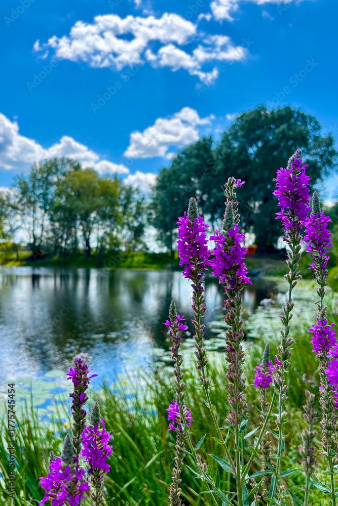 Fototapeta premium Lush green grass and vibrant wildflowers bloom beautifully along the banks of the Sula River in the Poltava region, Ukraine. 