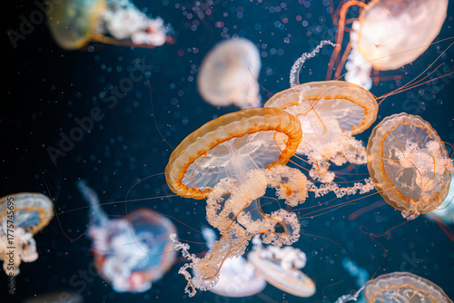 underwater photography jellyfish Chrysaora fuscescens, Pacific sea nettle, West Coast sea nettle