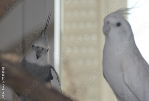 Two cockatiels perched indoors near a window - white face and albino