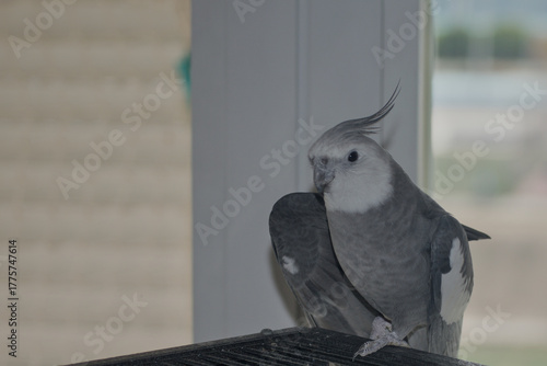 Whiteface grey cockatiel perched on its cage near a window and opening wings