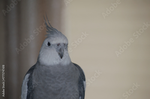 Close-up of a whiteface cockatiel (Nymphicus hollandicus) with grey plumage and white face. The soft neutral background highlights the bird’s elegant feathers and curious expression - Bird lovers