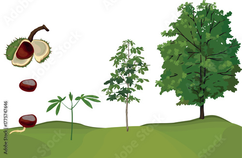 Life cycle of horse chestnut tree (Aesculus hippocastanum). Growth stages from seed and sprout to old tree and green crown isolated on white background	
