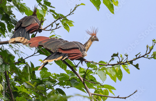 Cuadro en lienzo A unique Hoatzin bird, also known as a stinkbird or Canje pheasant, is perched on a branch that extends over the calm blackwater of the Pacaya River in the Pacaya-Samiria National Reserve, Peru
