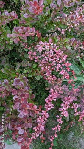 Wallpaper Mural Japanese barberry with green to reddish purple leaves. Japanese barberry bush with leaves showing a gradient of colors from fresh green to deep reddish purple, creating a rich natural contrast. Torontodigital.ca