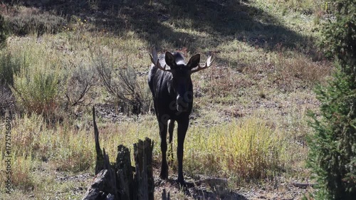 Bull Moose in Autumn in Grand Teton National Park Wyoming