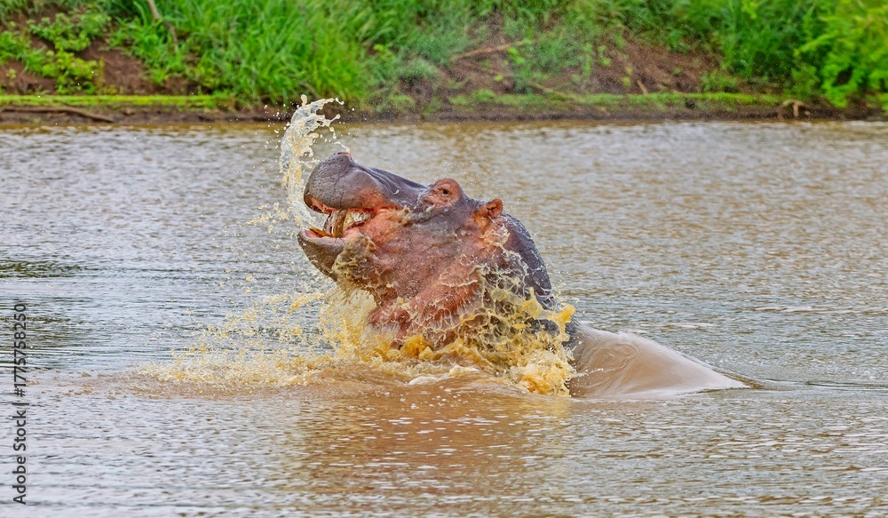 Fototapeta premium Hippos (Hippopotamus amphibius) are one of the most important members of African wildlife. These creatures can be found in many wetlands across Africa.