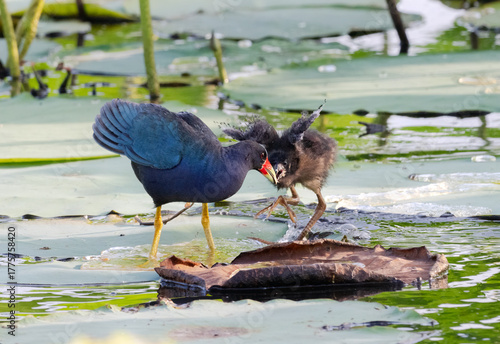 Purple gallinule feeding her chick with some tadpole (Porphyrio martinica) staying on the lotus leaves, Sugar Land, Texas, USA