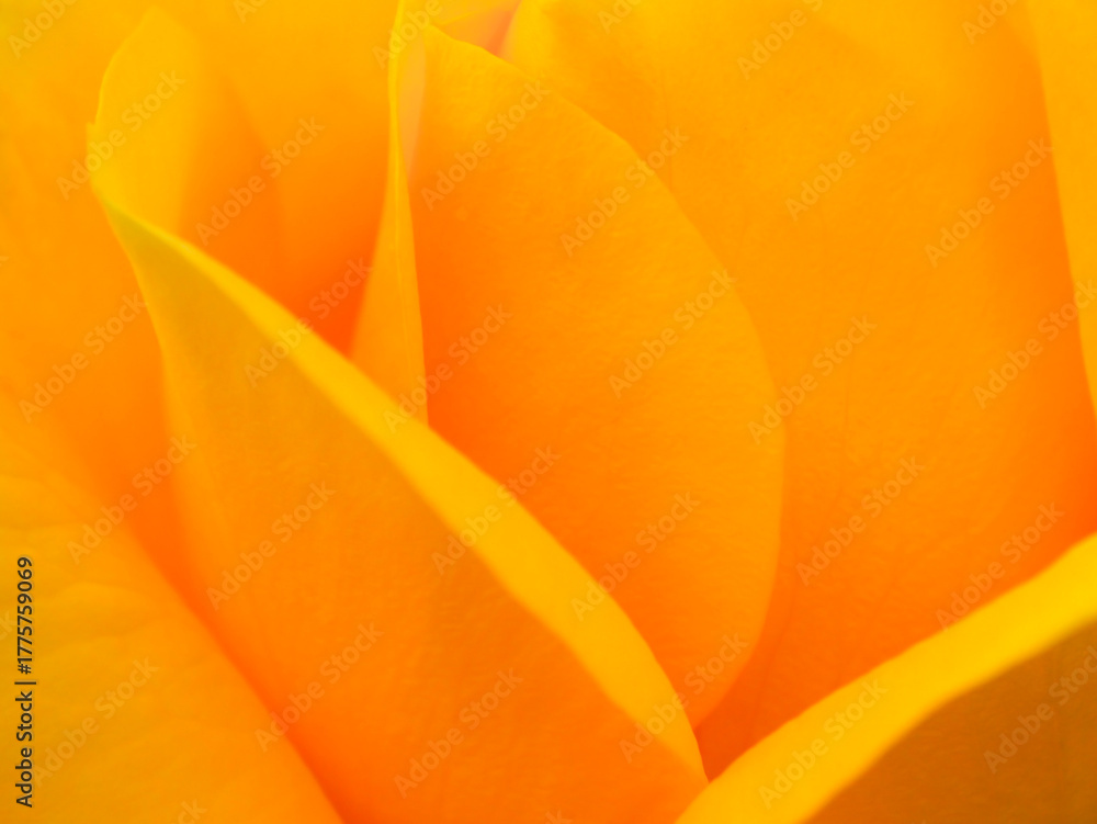 Obraz premium Close-up of yellow flower petals forming smooth abstract curves — minimal macro shot highlighting texture, light, and warm color harmony