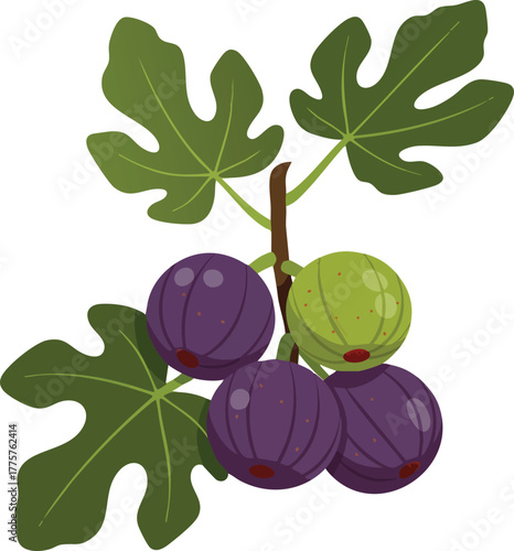 Fresh ripe fig fruit branch with green leaves and purple figs vector illustration for natural food and healthy lifestyle designs 
