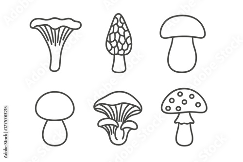 Wild Mushroom Icons. Line style icons of wild mushrooms: chanterelle, morel, porcini, puffball, oyster mushroom, fly agaric. No