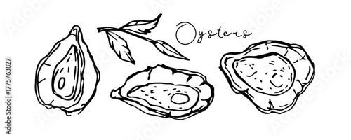 Fresh oyster set. Hand drawn doodle sketch vector illustration and hand written inscription. Sign for menu of fish restaurants, for packaging, markets and shops. Food template for menu, diet. Seafood.