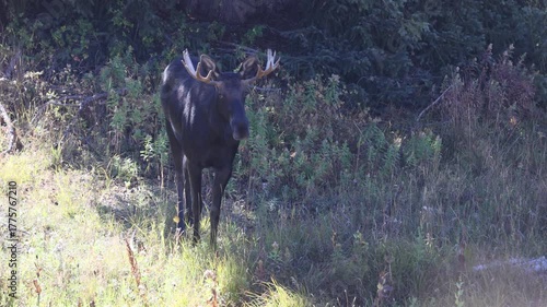 Bull Moose in Autumn in Grand Teton National Park Wyoming