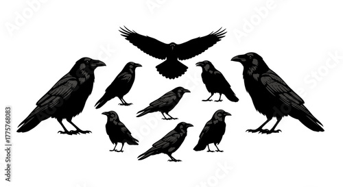A gathering of black crows in various poses against a white backdrop.